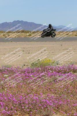 media/Mar-12-2023-SoCal Trackdays (Sun) [[d4c8249724]]/Turn 15 Inside Bloom (130pm)/